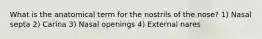 What is the anatomical term for the nostrils of the nose? 1) Nasal septa 2) Carina 3) Nasal openings 4) External nares
