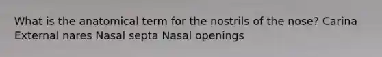 What is the anatomical term for the nostrils of the nose? Carina External nares Nasal septa Nasal openings