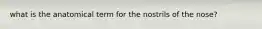 what is the anatomical term for the nostrils of the nose?