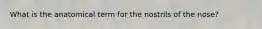 What is the anatomical term for the nostrils of the nose?