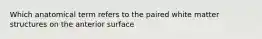 Which anatomical term refers to the paired white matter structures on the anterior surface