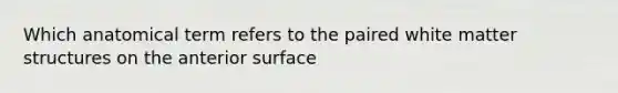 Which anatomical term refers to the paired white matter structures on the anterior surface