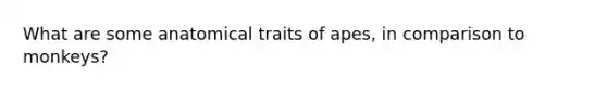 What are some anatomical traits of apes, in comparison to monkeys?