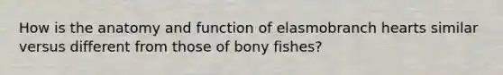 How is the anatomy and function of elasmobranch hearts similar versus different from those of bony fishes?