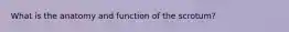 What is the anatomy and function of the scrotum?