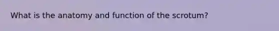 What is the anatomy and function of the scrotum?