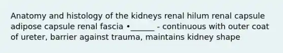 Anatomy and histology of the kidneys renal hilum renal capsule adipose capsule renal fascia •______ - continuous with outer coat of ureter, barrier against trauma, maintains kidney shape