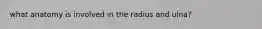 what anatomy is involved in the radius and ulna?