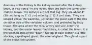 Anatomy of the Kidney Is the kidney named after the kidney bean, or vice versa? In any event, they are both the same color—reddish brown. The kidneys are not that big; they are about 4" (10 cm) long by 2" (5 cm) wide, by 1" (2.5 cm) deep. They are located above the waistline, just under the lower part of the ribs on either side of the vertebral column, and protected by fatty tissue. The area where the renal artery and vein enter the kidney, and the ureter leaves the kidney, is called the hilum. It is the pinched area of the "bean." On top of each kidney is a little stocking cap-shaped gland, the adrenal gland. This gland is part of the endocrine system.