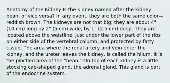 Anatomy of the Kidney Is the kidney named after the kidney bean, or vice versa? In any event, they are both the same color—reddish brown. The kidneys are not that big; they are about 4" (10 cm) long by 2" (5 cm) wide, by 1" (2.5 cm) deep. They are located above the waistline, just under the lower part of the ribs on either side of the vertebral column, and protected by fatty tissue. The area where the renal artery and vein enter the kidney, and the ureter leaves the kidney, is called the hilum. It is the pinched area of the "bean." On top of each kidney is a little stocking cap-shaped gland, the adrenal gland. This gland is part of the endocrine system.