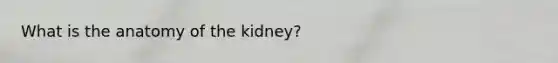 What is the anatomy of the kidney?