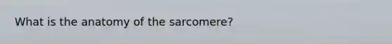 What is the anatomy of the sarcomere?