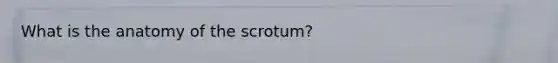 What is the anatomy of the scrotum?