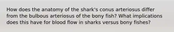 How does the anatomy of the shark's conus arteriosus differ from the bulbous arteriosus of the bony fish? What implications does this have for blood flow in sharks versus bony fishes?