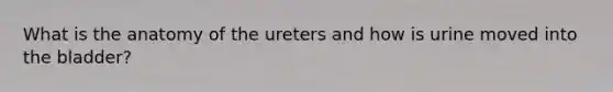 What is the anatomy of the ureters and how is urine moved into the bladder?