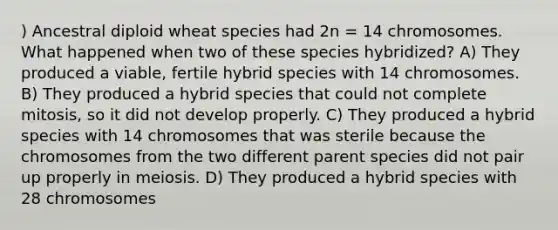 ) Ancestral diploid wheat species had 2n = 14 chromosomes. What happened when two of these species hybridized? A) They produced a viable, fertile hybrid species with 14 chromosomes. B) They produced a hybrid species that could not complete mitosis, so it did not develop properly. C) They produced a hybrid species with 14 chromosomes that was sterile because the chromosomes from the two different parent species did not pair up properly in meiosis. D) They produced a hybrid species with 28 chromosomes