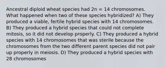 Ancestral diploid wheat species had 2n = 14 chromosomes. What happened when two of these species hybridized? A) They produced a viable, fertile hybrid species with 14 chromosomes. B) They produced a hybrid species that could not complete mitosis, so it did not develop properly. C) They produced a hybrid species with 14 chromosomes that was sterile because the chromosomes from the two different parent species did not pair up properly in meiosis. D) They produced a hybrid species with 28 chromosomes