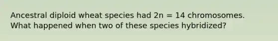 Ancestral diploid wheat species had 2n = 14 chromosomes. What happened when two of these species hybridized?