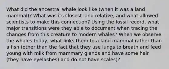 What did the ancestral whale look like (when it was a land mammal)? What was its closest land relative, and what allowed scientists to make this connection? Using the fossil record, what major transitions were they able to document when tracing the changes from this creature to modern whales? When we observe the whales today, what links them to a land mammal rather than a fish (other than the fact that they use lungs to breath and feed young with milk from mammary glands and have some hair (they have eyelashes) and do not have scales)?