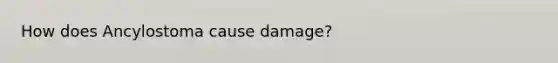 How does Ancylostoma cause damage?