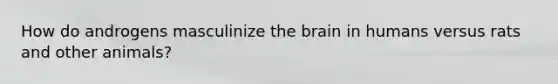 How do androgens masculinize the brain in humans versus rats and other animals?
