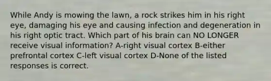 While Andy is mowing the lawn, a rock strikes him in his right eye, damaging his eye and causing infection and degeneration in his right optic tract. Which part of his brain can NO LONGER receive visual information? A-right visual cortex B-either prefrontal cortex C-left visual cortex D-None of the listed responses is correct.