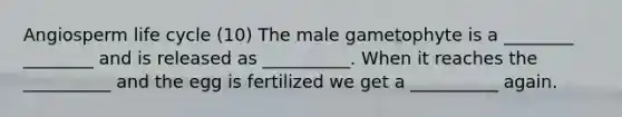 Angiosperm life cycle (10) The male gametophyte is a ________ ________ and is released as __________. When it reaches the __________ and the egg is fertilized we get a __________ again.