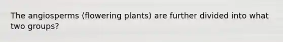 The angiosperms (flowering plants) are further divided into what two groups?