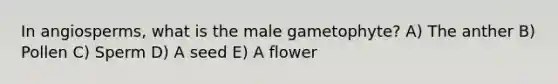 In angiosperms, what is the male gametophyte? A) The anther B) Pollen C) Sperm D) A seed E) A flower