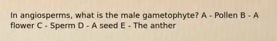 In angiosperms, what is the male gametophyte? A - Pollen B - A flower C - Sperm D - A seed E - The anther