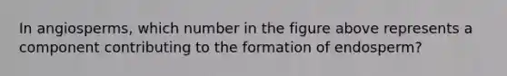 In angiosperms, which number in the figure above represents a component contributing to the formation of endosperm?