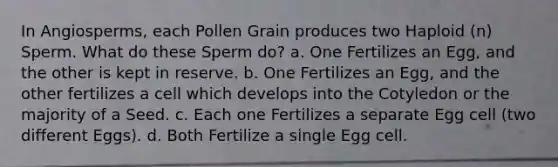 In Angiosperms, each Pollen Grain produces two Haploid (n) Sperm. What do these Sperm do? a. One Fertilizes an Egg, and the other is kept in reserve. b. One Fertilizes an Egg, and the other fertilizes a cell which develops into the Cotyledon or the majority of a Seed. c. Each one Fertilizes a separate Egg cell (two different Eggs). d. Both Fertilize a single Egg cell.