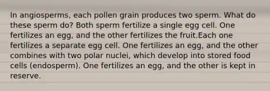 In angiosperms, each pollen grain produces two sperm. What do these sperm do? Both sperm fertilize a single egg cell. One fertilizes an egg, and the other fertilizes the fruit.Each one fertilizes a separate egg cell. One fertilizes an egg, and the other combines with two polar nuclei, which develop into stored food cells (endosperm). One fertilizes an egg, and the other is kept in reserve.