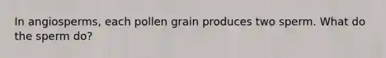 In angiosperms, each pollen grain produces two sperm. What do the sperm do?