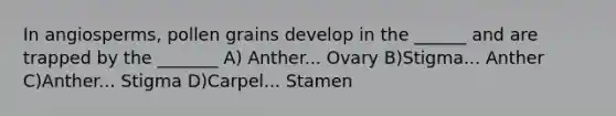 In angiosperms, pollen grains develop in the ______ and are trapped by the _______ A) Anther... Ovary B)Stigma... Anther C)Anther... Stigma D)Carpel... Stamen