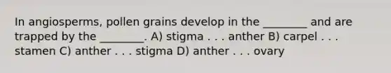 In angiosperms, pollen grains develop in the ________ and are trapped by the ________. A) stigma . . . anther B) carpel . . . stamen C) anther . . . stigma D) anther . . . ovary