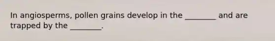 In angiosperms, pollen grains develop in the ________ and are trapped by the ________.