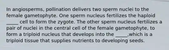 In angiosperms, pollination delivers two sperm nuclei to the female gametophyte. One sperm nucleus fertilizes the haploid _____ cell to form the zygote. The other sperm nucleus fertilizes a pair of nuclei in the central cell of the female gametophyte, to form a triploid nucleus that develops into the _____,which is a triploid tissue that supplies nutrients to developing seeds.