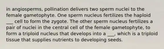 in angiosperms, pollination delivers two sperm nuclei to the female gametophyte. One sperm nucleus fertilizes the haploid ___ cell to form the zygote. The other sperm nucleus fertilizes a pair of nuclei in the central cell of the female gametophyte, to form a triploid nucleus that develops into a ___, which is a triploid tissue that supplies nutrients to developing seeds.