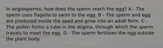 In angiosperms, how does the sperm reach the egg? A - The sperm uses flagella to swim to the egg. B - The sperm and egg are produced inside the seed and grow into an adult form. C - The pollen forms a tube in the stigma, through which the sperm travels to meet the egg. D - The sperm fertilizes the egg outside the plant body.