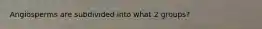 Angiosperms are subdivided into what 2 groups?
