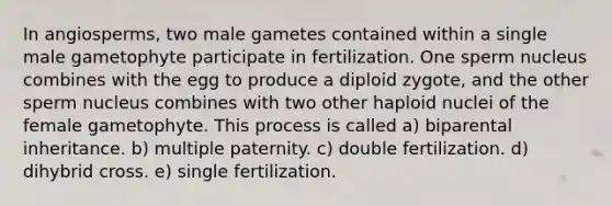 In angiosperms, two male gametes contained within a single male gametophyte participate in fertilization. One sperm nucleus combines with the egg to produce a diploid zygote, and the other sperm nucleus combines with two other haploid nuclei of the female gametophyte. This process is called a) biparental inheritance. b) multiple paternity. c) double fertilization. d) dihybrid cross. e) single fertilization.