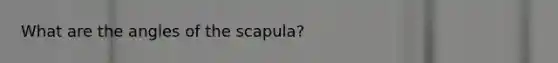 What are the angles of the scapula?