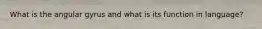 What is the angular gyrus and what is its function in language?