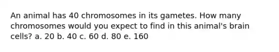 An animal has 40 chromosomes in its gametes. How many chromosomes would you expect to find in this animal's brain cells? a. 20 b. 40 c. 60 d. 80 e. 160