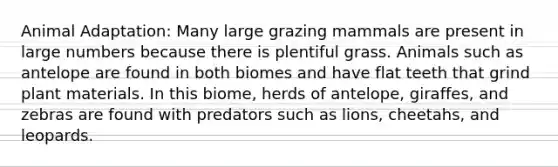 Animal Adaptation: Many large grazing mammals are present in large numbers because there is plentiful grass. Animals such as antelope are found in both biomes and have flat teeth that grind plant materials. In this biome, herds of antelope, giraffes, and zebras are found with predators such as lions, cheetahs, and leopards.