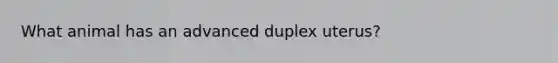 What animal has an advanced duplex uterus?