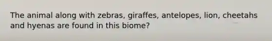 The animal along with zebras, giraffes, antelopes, lion, cheetahs and hyenas are found in this biome?