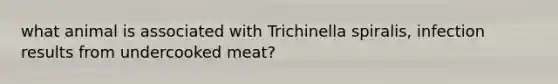 what animal is associated with Trichinella spiralis, infection results from undercooked meat?