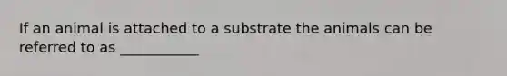 If an animal is attached to a substrate the animals can be referred to as ___________